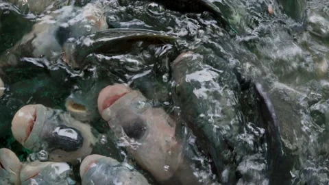 Groups of fish swimming in pond. 스톡 동영상 158417204