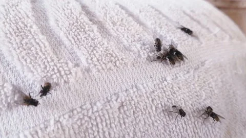 Groups of Flies on clothes and dirty insects flys on white tow and Nature in 動画素材 199004783