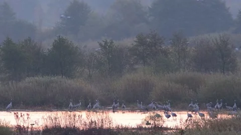 Groups of flying Common Cranes and a group resting in and flying from the water Video stock 166860241