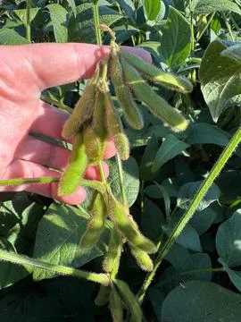 Groups of Fresh Soybean Pods Stock Photos