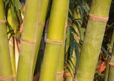 Groups of green bamboo stems Stock Photos