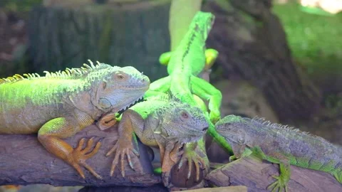 Groups of green chameleons Stock Footage 154202874