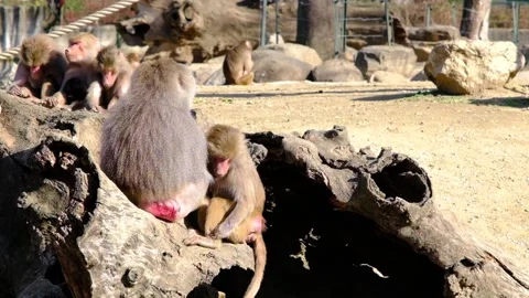 Groups of Hamadryas baboon  and monkeys Stock Footage 154202783