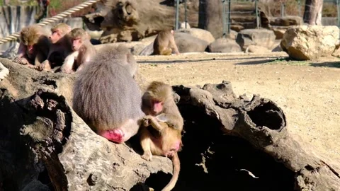 Groups of Hamadryas baboon  and monkeys Video stock 154202817