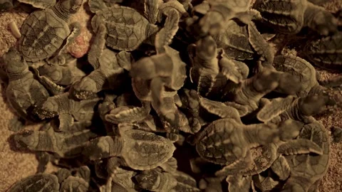 Groups hawksbill turtle crawl each other conservation fence animal sea 動画素材 280566532