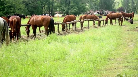 Groups of horses 스톡 동영상 51364423