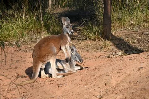 Groups of kangaroo rest in the shadow in the zoo Stock Photos