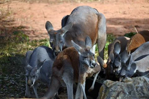 Groups of kangaroo rest in the shadow in the zoo Stock Photos