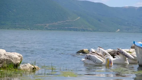 Groups of pelicans or storks as  big birds Stock Footage 157004416