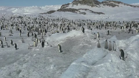 Groups Of Penguins Stock Footage 308228859