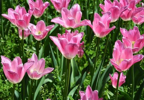 Groups of pink tulips blossoms Stock Photos