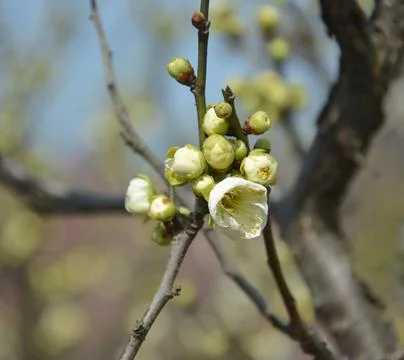 Groups of plum buds on the branch of a tree in spring sunny day Stock Photos
