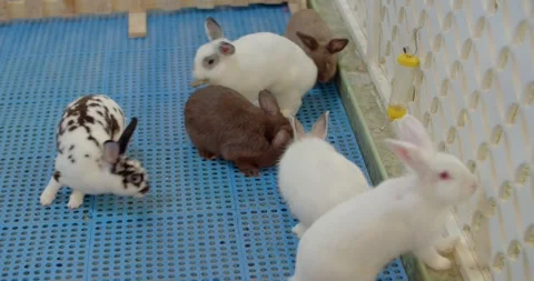 Groups of rabbits live together and come in a variety of colors.Many color. Stock Footage 252285115