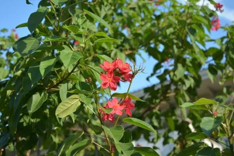 Groups of  red jatropha integerrima blossoms Stock Photos