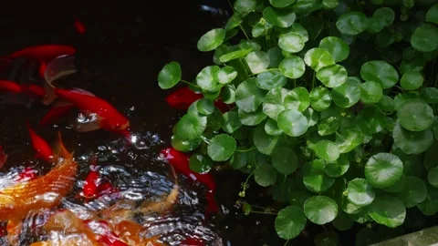 Groups of red koi carp swim around the copper money grass in the pond Stock Footage 345207556