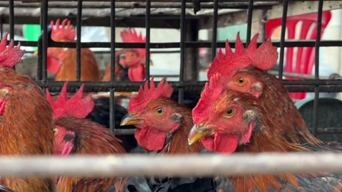 Groups of Rhode Island Red roosters are kept in stacked cages for sale, with Stock Footage 331725841