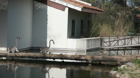 Groups of ring-tailed Lemurs and their reflection on small pond in a Zoo. Stock Footage 151047682