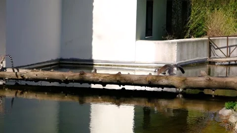 Groups of ring-tailed Lemurs and their reflection on small pond in a Zoo. Stock Footage 151047701