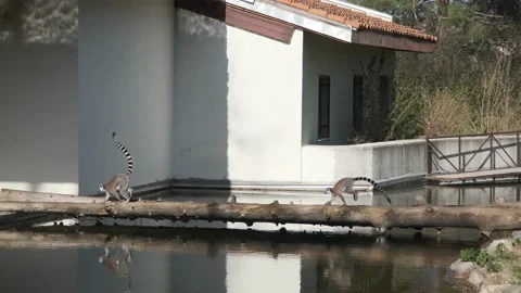 Groups of ring-tailed Lemurs and their reflection on small pond in a Zoo. Stock Footage 151049592
