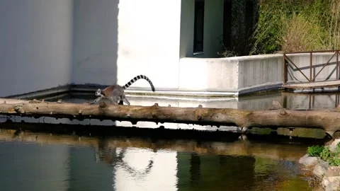 Groups of ring-tailed Lemurs and their reflection on small pond in a Zoo Stock Footage 151054162