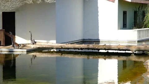 Groups of ring-tailed Lemurs and their reflection on small pond in a Zoo Video stock 154202830