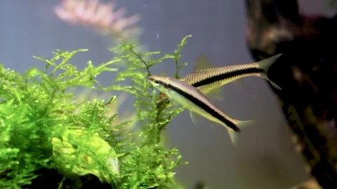 Groups SAE Siamese algae eater. striped fish eat algae in an aquarium 動画素材 113047692