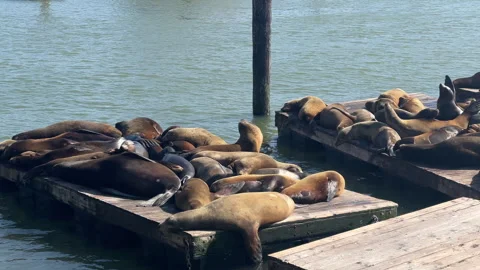 Groups of Sea Lions rest on the floating platforms at Pier 39, San Francisco Stock Footage 241693170