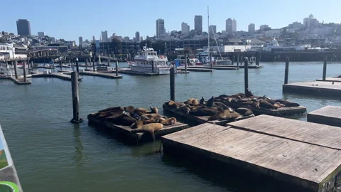 Groups of Sea Lions rest on the floating platforms at Pier 39, San Francisco Stock Footage 241693253