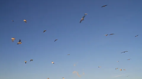 Groups of seagulls flying in the blue sky in Zadar, Croatia Video stock 34420938