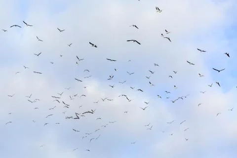 Groups seagulls flying in cloudy sky Stock Photos