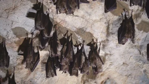 Groups of sleeping bats in the cave Stock Footage 231810425