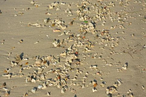 Groups of small stones on the beach Stock Photos