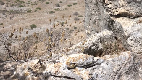 Groups of Thistles on Side of Cliff in Israel Stock Footage 78247332