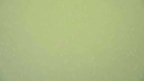 Groups of tiny fish swim underwater by the beach coast shore Vídeos de archivo 148389995