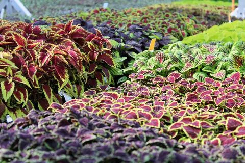 Groups of various colored coleus next to each other Stock Photos