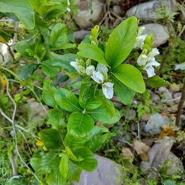 Groups of White New born leafs  in garden of Kangra Distt. Himachal  prades.. Stock Photos