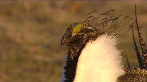 Grouse and mating rituals. Stockbeeldmateriaal 67550712