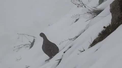 Grouse bird stands on snow within snowy mountain landscape during cold winter Vídeos de archivo 333720483