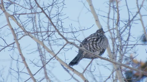 Grouse, bird, in winter in aspen tree, 4k Stock Footage 253816624