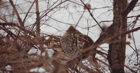 Grouse bird in a winter forest Stock Footage 122021276