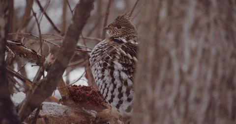 Grouse bird in a winter forest Stock Footage 122021324