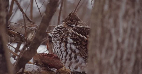 Grouse bird in a winter forest Stock Footage 122021395