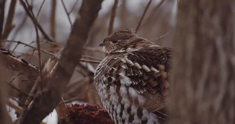 Grouse bird in a winter forest Stock Footage 122021432