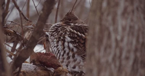 Grouse bird in a winter forest Stock Footage 122021444
