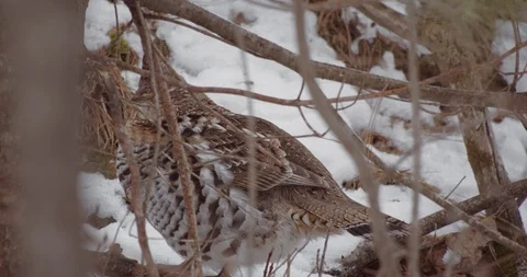 Grouse bird in a winter forest Stock Footage 122021479
