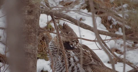 Grouse bird in a winter forest Stock Footage 122021485