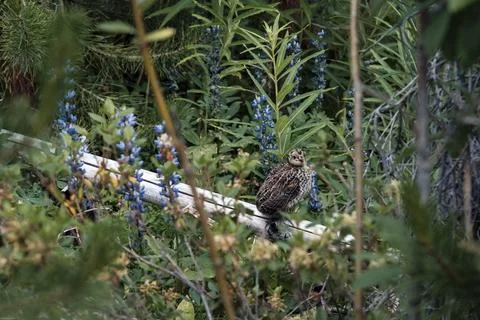 Grouse Chick in Foliage Stock Photos