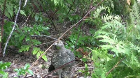 Grouse Video stock 339098