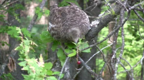 Grouse Video stock 339107