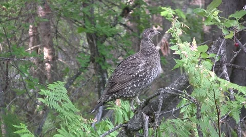 Grouse Video stock 5840606